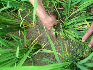 Theo thống kê sơ bộ của Chi cục BVTV, đến ngày 27/2/2013 toàn tỉnh đã có 257 ha lúa chiêm xuân bị nhiễm OBV.