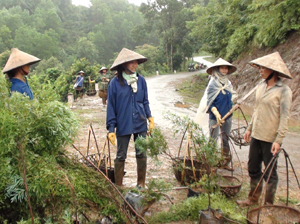 Nhiều gia đình hội viên phụ nữ xã Yên Thượng (Cao Phong) phát triển kinh tế đồi rừng, góp phần nâng cao thu nhập, ổn định cuộc sống.