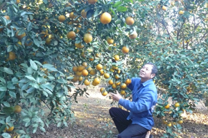 Khuyến nông Cao Phong chuyển giao kỹ thuật trồng cam lòng vàng vào sản xuất đại trà.