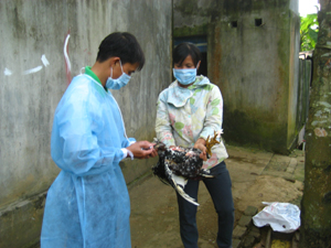 Hộ chăn nuôi xã Cư Yên (Lương Sơn) chủ động tiêm vắcxin phòng bệnh cho gia cầm.