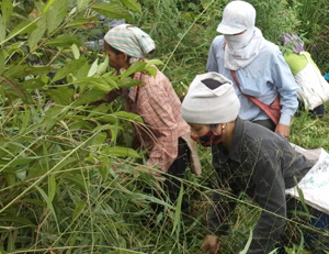 Các hộ trồng rừng xã Quý Hòa (Lạc Sơn) phát dọn và xử lý cỏ dại, lau lách phòng cháy - chữa cháy rừng mùa khô hanh.