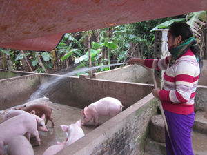 Hộ ông Bùi Văn Bu, xóm Nam Hạ chăn nuôi lợn thịt 3 lứa/năm cho thu nhập khá.

