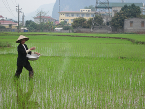 Nông dân khu 1B - thị trấn Mường Khến bón thúc cho diện tích lúa đã cấy.