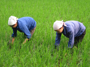 Nông dân xã Hạ Bì (Kim Bôi) làm cỏ cho lúa cấy trà sớm.