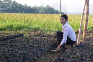 Nông dân xã Kim Truy (Kim Bôi) chủ động chuẩn bị cây giống trồng rừng theo dự án Kfw7.