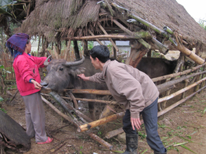 Cán bộ thú y phụ trách địa bàn xã Xuân Phong tiêm phòng LM-LM  cho đàn gia súc.