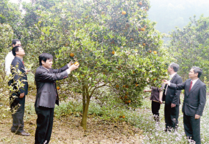Lãnh đạo NHCSXH tỉnh và huyện Cao Phong thăm mô hình trồng cam của gia đình ông Đinh Trọng Toàn, khu 6, thị trấn Cao Phong.  Ảnh: Đ.T