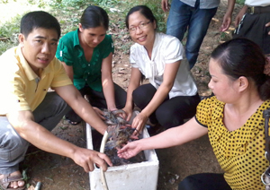 Mô hình nuôi tôm cành xanh thương phẩm mang lại thu nhập cao cho hộ nuôi thủy sản xã Yên Mông (thành phố Hòa Bình).