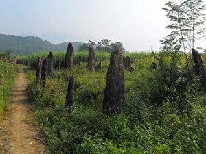 Khu mộ cổ Đống Thếch ở xã Vĩnh Đồng (Kim Bôi) thiếu sự quản lý nên nhiều người dân sử dụng một phần diện tích để trồng cây màu. Ảnh:T.L