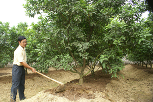 CCB Bùi Trọng Quyết, xóm Rỵ, xã Phú Thành (Lạc Thủy) chăm sóc vườn cam của gia đình.