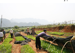 Kinh tế rừng được huyện Lạc Thủy xác định là hướng đi chính trong xóa đói- giảm nghèo, đồng thời góp phần tích cực giải quyết việc làm cho lao động nông thôn.