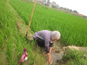 Nông dân xóm Mỏ, thị trấn Lương Sơn nỗ lực dẫn nước về ruộng để cứu lúa.