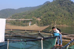 Xã Hiền Lương(Đà Bắc) hiện có 179 lồng cá và nghề này đã góp phần quan trọng vào xoá đói-giảm nghèo ở địa phương.
