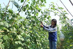 Hội viên PN thị trấn Hàng Trạm (Yên Thủy) chuyển đổi cơ cấu cây trồng vụ đông trồng rau sạch đạt năng suất, hiệu quả cao, đem lại thu nhập ổn định cho gia đình.

