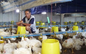 Từ vốn vay của NHCSXH, nhiều hộ gia đình xã Thành Lập (Lương Sơn) đầu tư chăn nuôi gà cho hiệu quả kinh tế cao.