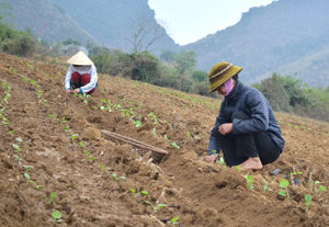 Chuyển đổi cơ cấu cây trồng, nông dân xã Bảo Hiệu (Yên Thủy) tập trung trồng bí xanh trên diện tích ngô kém hiệu quả.

