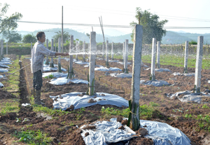 Mô hình trồng thanh long ruột đỏ trên địa bàn xã Hợp Thành  (Kỳ Sơn) đảm bảo đủ nước tưới nên sinh trưởng, phát triển tốt.