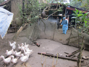 Tổ chức vệ sinh, tiêu độc khu vực chuồng trại nuôi gia cầm xã Bắc Phong (Cao Phong).