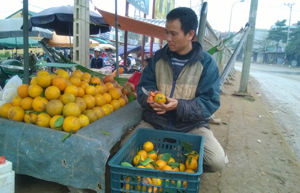 Một hộ kinh doanh cam địa phương trên địa bàn thị trấn Cao Phong lo ngại về tình trạng một số hộ trà trộn cam Trung Quốc với cam Cao Phong gây ảnh hưởng đến uy tín và môi trường cạnh tranh lành mạnh.
