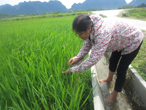 Cán bộ Trạm BVTV huyện Kim Bôi thường xuyên kiểm tra đồng ruộng để đảm bảo chất lượng công tác dự tính dự báo sâu bệnh hại lúa chiêm xuân (Ảnh: kiểm tra đồng ruộng trên địa bàn xã Vĩnh Đồng).

