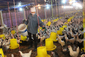 Chăn nuôi gia cầm quy mô trang trại đang được phát triển, nhân rộng ở xã Phú Thành (Lạc Thủy).

