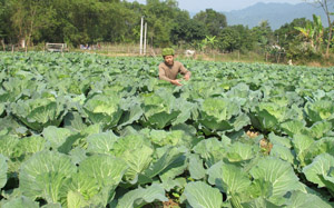 Xóm Chiềng Hạ, xã Mai Hạ (Mai Châu) mở rộng diện tích trồng rau màu vụ đông - xuân nâng cao giá trị thu nhập trên diện tích canh tác.
