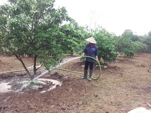 Theo quy hoạch đến năm 2020, huyện Kim Bôi sẽ có 677 ha cam, tập trung chủ yếu trên địa bàn 4 xã Tú Sơn, Nam Thượng, Sào Báy và Mỵ Hòa. Ảnh: chăm sóc diện tích cam được quy hoạch trồng mới trên địa bàn xã Nam Thượng (Kim Bôi).

