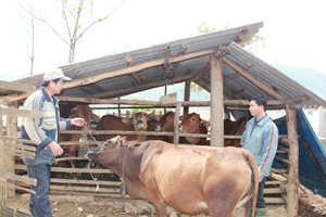 Gia đình bác Hà Văn Dân (Tân Sơn, Toàn Sơn) có nguồn thu đa dạng từ chăn nuôi bò, gà, lợn và phát triển kinh tế đồi rừng. Riêng đàn bò của gia đình hiện ước tính trị giá trên 100 triệu đồng.

