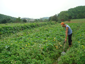 Những năm qua, người dân xã Sào Báy (Kim Bôi) mở rộng diện tích trồng dưa bở, bí xanh, bí đỏ mang lại nguồn thu nhập đáng kể 
cho nhiều hộ gia đình.

