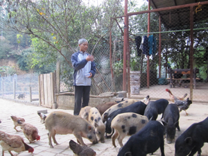 Gia đình CCB Bùi Ngọc Nhi đầu tư nuôi lợn bản địa mang lại hiệu quả kinh tế cao.

