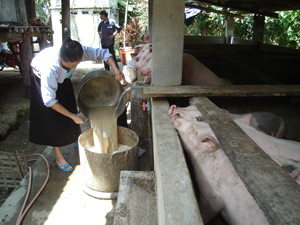 Sau khi học nghề nhiều hộ nông dân xã Phúc Tuy (Lạc Sơn) được vay vốn mở rộng chăn nuôi lợn tại gia đình.

