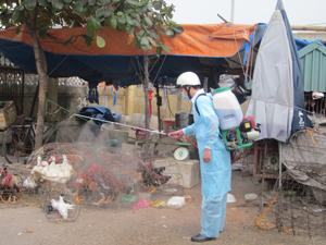 Trạm thú y thành phố Hòa Bình thường xuyên phun thuốc khử trùng tiêu độc khu vực buôn bán, giết mổ tập trùng để chủ động phòng dịch cúm gia cầm.

