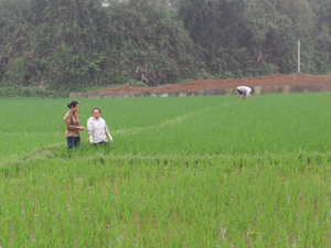 Tổ bảo vệ thực vật xã Nhuận Trạch – Lương Sơn hướng dẫn, kiểm tra phát hiện sâu bệnh hại trên diện tích lúa chiêm thời kỳ đẻ nhánh.   
