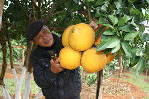 Năm 2014, giống bưởi đỏ đã mang lại thu nhập cho ông Dương Tất Tính, 

xóm Tân Hương, xã Thanh Hối khoảng 600 triệu đồng.

