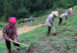 Nhân dân xã Cao Sơn (Đà Bắc) tích cực trồng, chăm sóc diện tích rừng trồng mới.
