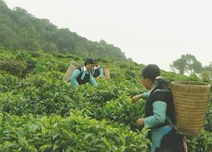 Từ sự giúp đỡ của các chương trình, dự án, người dân xã Pà Cò (Mai Châu) đã tiếp cận và nắm bắt kỹ thuật sản xuất chè sạch đem lại hiệu quả kinh tế cao.