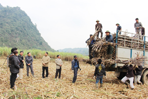 Nhóm sở thích xóm Yên Tân, xã Lạc Lương (Yên Thủy) thu hoạch mía liên kết.