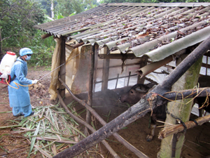 Tổ chức phun tiêu độc 2 lần/ngày nhằm ngăn chặn phán tán mầm bệnh tại xã Xăm Khòe (Mai Châu).
