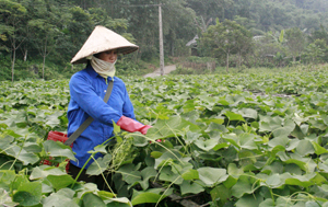 Nông dân xã Ba Khan (Mai Châu) trồng rau su su lấy ngọn mang lại hiệu quả kinh tế cao.