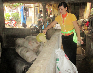 Chị Nguyễn Thị Thinh chăm sóc đàn lợn của gia đình.