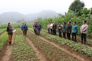 Bà Hoàng Thị Khuyên, tổ trưởng tổ BVTV xã Tân Vinh (Lương Sơn) hướng dẫn kỹ thuật trồng trọt xen canh theo phương pháp FFS.
