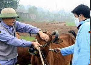 Huyện Mai Châu tiêm phòng THT trâu, bò tại các xã vùng dịch và vùng dịch uy hiếp.