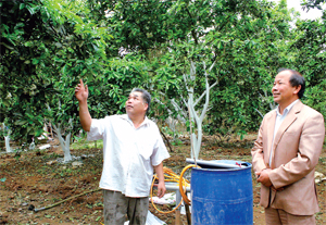 Người dân xã Dũng Phong chuyển đổi mạnh cơ cấu cây trồng đem lại hiệu quả kinh tế cao. Ảnh: Gia đình Bí thư chi bộ xóm Bãi Bệ 1 Bùi Văn Khuyến trồng 48 cây bưởi Diễn, năm 2014 cho thu 200 triệu đồng.