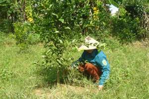 Từ vốn vay của NHCSXH, gia đình chị Bùi Thị Vui, xóm Tiềng, xã Bắc Phong (Cao Phong) có điều kiện đầu tư, chăm sóc vườn cam.


