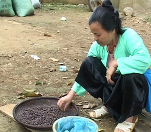 Người dân xóm Be Trên, xã Chí Đạo (Lạc Sơn) phơi hạt dổi sau khi thu hoạch.