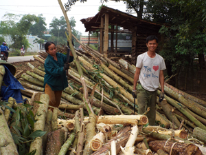 Kinh tế rừng là hướng hiệu quả giải quyết việc làm và giảm nghèo bền vững cho người dân trong tỉnh.

ảnh: Người dân xã Thượng Cốc (Lạc Sơn) thu hoạch gỗ rừng sản xuất.

