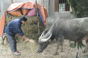 Người dân xã Hợp Kim (Kim Bôi) đầu tư phát triển chăn nuôi trâu tăng thu nhập gia đình.

