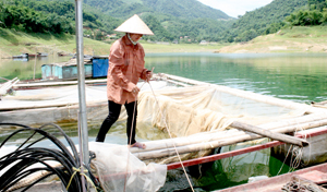 Một hộ dân phát triển nuôi cá lồng tại xã Hiền Lương (Đà Bắc).