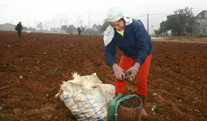Nông dân xã Cao Sơn (Đà Bắc) làm đất trồng dong riềng năm 2016.