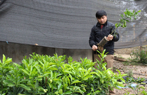 Đại diện Hội đồng quản trị HTX DVNN xã Dũng Phong kiểm tra cây giống trước khi xuất bán.